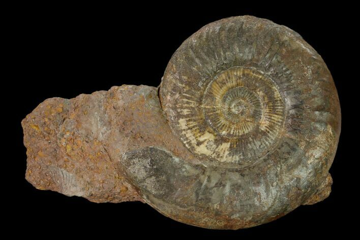 Toarcian Ammonite Fossil - France #152743